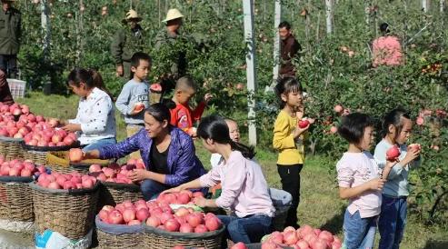 身价倍增的“灵宝苹果” ——现代农业产业园模式助灵宝苹果产业提质增效